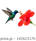 tropical pink lily flower with blue water 142623170