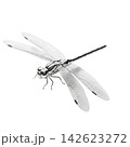 dragonfly isolated on white background 142623272