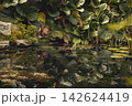 Authentic pond biotope with lush bergenia foliage reflections on still dark water surface surrounded by natural stones and aquatic plants, cinematic natural background. 142624419