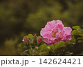 Vintage floral nature background with blooming pink wild rose and soft focus green leaves, copy space 142624421