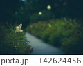 Blurred park path at twilight, nature background and a sharp close-up of a white Sorbaria sorbifolia (Spirea) blossom, cinematic atmosphere. 142624456