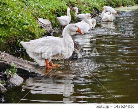 Group of geese near river bank enjoying the water in a green area during daytime 142624810