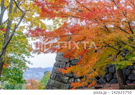 秋の金沢城公園 ダイナミックな石垣と街並みを背景にした紅葉風景 142625750
