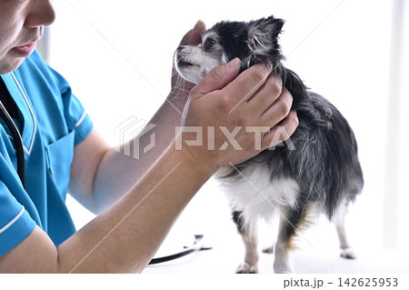犬の診察 獣医師 動物病院 チワワ 犬の診察 獣医師 動物病院 チワワ 142625953