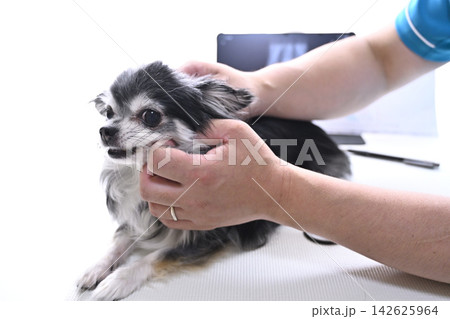 犬の診察 獣医師 動物病院 チワワ 犬の診察 獣医師 動物病院 チワワ 142625964