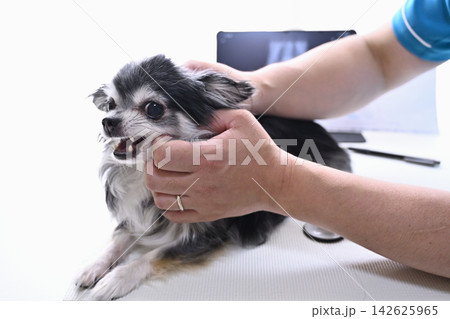 犬の診察 獣医師 動物病院 チワワ 犬の診察 獣医師 動物病院 チワワ 142625965
