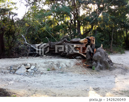 split trunk of a fallen old tree lying on a dry dirt path inside a green forest area split trunk of a fallen old tree lying on a dry dirt path inside a green forest area 142626049
