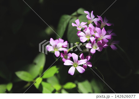 道端に咲くムラサキカタバミの花 道端に咲くムラサキカタバミの花 142626077