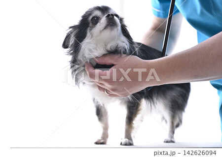 犬を診る獣医師 チワワ 動物病院 犬を診る獣医師 チワワ 動物病院 142626094