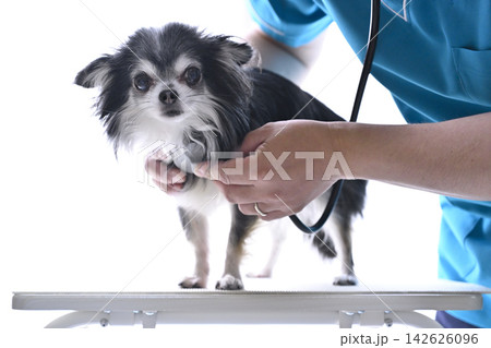 犬を診る獣医師 チワワ 動物病院 犬を診る獣医師 チワワ 動物病院 142626096