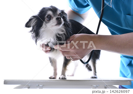 犬を診る獣医師　チワワ　動物病院 142626097