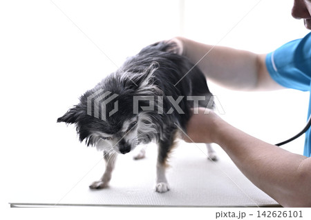 犬を診る獣医師 チワワ 動物病院 犬を診る獣医師 チワワ 動物病院 142626101