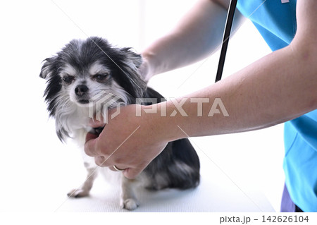 犬を診る獣医師 チワワ 動物病院 犬を診る獣医師 チワワ 動物病院 142626104