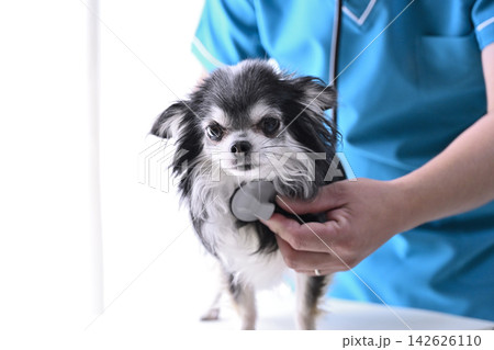 犬を診る獣医師 チワワ 動物病院 犬を診る獣医師 チワワ 動物病院 142626110