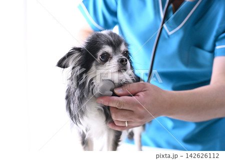 犬を診る獣医師 チワワ 動物病院 犬を診る獣医師 チワワ 動物病院 142626112