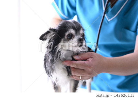 犬を診る獣医師 チワワ 動物病院 犬を診る獣医師 チワワ 動物病院 142626113