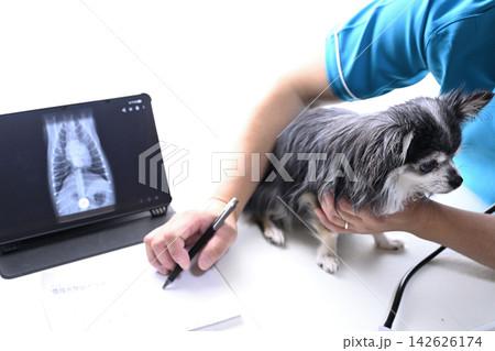 犬の症状・病名を説明する獣医師 動物病院 チワワ 犬の症状・病名を説明する獣医師 動物病院 チワワ 142626174