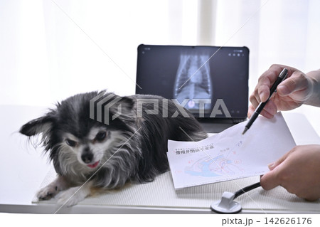 犬の症状・病名を説明する獣医師 動物病院 チワワ 犬の症状・病名を説明する獣医師 動物病院 チワワ 142626176