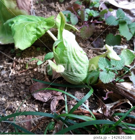 春の芽吹き 蕗のとう 春の芽吹き 蕗のとう 142626186