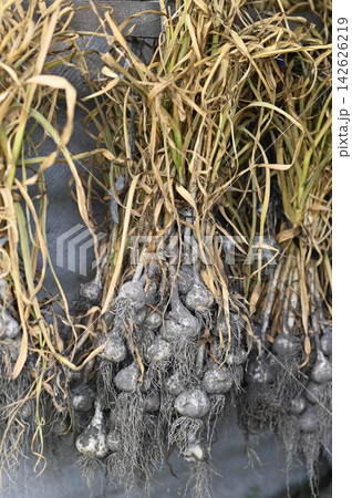Garlic hangs upside down for drying with bulbs, roots, and long stems in rustic storage area. Garlic hangs upside down for drying with bulbs, roots, and long stems in rustic storage area. 142626219
