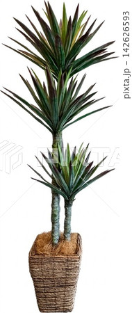 白背景でスタイリッシュなユッカの観葉植物（青年の木・鉢植え切り抜き素材） 142626593