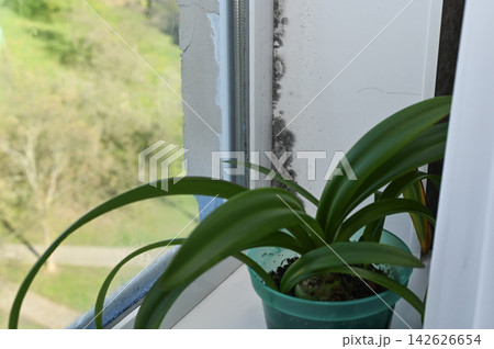 Black mold grows on white window slope near green houseplant. Black mold grows on white window slope near green houseplant. 142626654