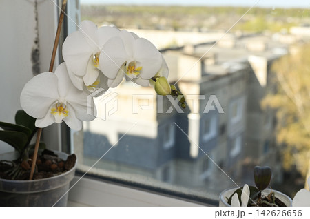 white orchid blooms on windowsill with soft daylight and blurred city background white orchid blooms on windowsill with soft daylight and blurred city background 142626656