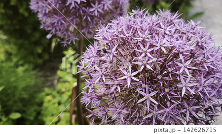 Spherical allium flower grows near green garden shrubs in yard. Spherical allium flower grows near green garden shrubs in yard. 142626715