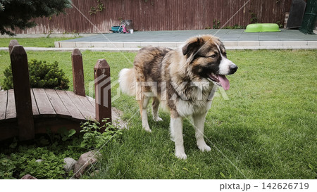Dog standing on green lawn in backyard creates friendly outdoor scene with pet lifestyle atmosphere. 142626719