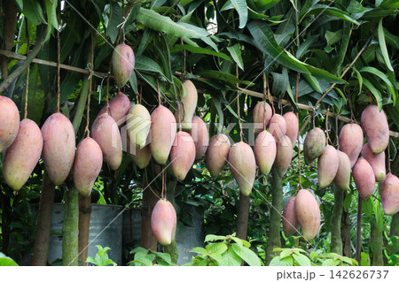 mango on tree in farm for sell are cash crops 142626737