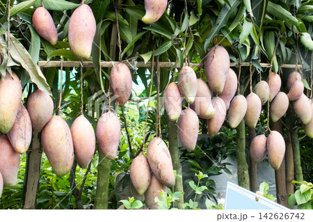 mango on tree in farm for sell are cash crops mango on tree in farm for sell are cash crops 142626742