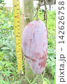 are being measured mango on tree in farm are being measured mango on tree in farm 142626758