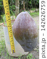 are being measured mango on tree in farm are being measured mango on tree in farm 142626759