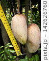 are being measured mango on tree in farm are being measured mango on tree in farm 142626760