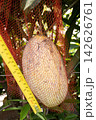 are being measured mango on tree in farm are being measured mango on tree in farm 142626761