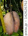 are being measured mango on tree in farm are being measured mango on tree in farm 142626762
