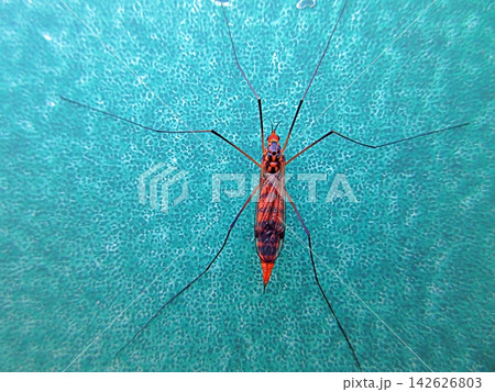 Tiger Crane Fly - Nephrotoma Species Tiger Crane Fly - Nephrotoma Species 142626803