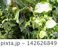 Passion fruit on plant in farm Passion fruit on plant in farm 142626849