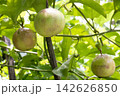 Passion fruit on plant in farm Passion fruit on plant in farm 142626850