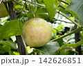 Passion fruit on plant in farm Passion fruit on plant in farm 142626851