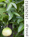Passion fruit on plant in farm Passion fruit on plant in farm 142626852