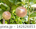 Passion fruit on plant in farm Passion fruit on plant in farm 142626853