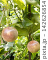 Passion fruit on plant in farm Passion fruit on plant in farm 142626854