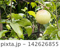 Passion fruit on plant in farm Passion fruit on plant in farm 142626855