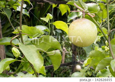 Passion fruit on plant in farm 142626855