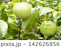 Passion fruit on plant in farm Passion fruit on plant in farm 142626856