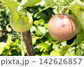 Passion fruit on plant in farm Passion fruit on plant in farm 142626857