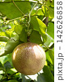 Passion fruit on plant in farm Passion fruit on plant in farm 142626858