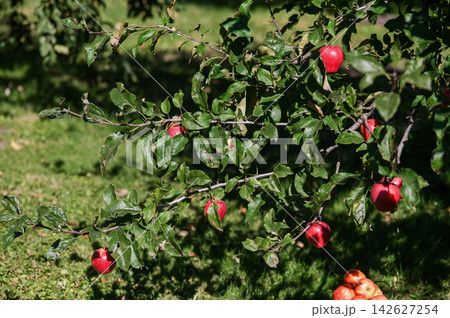 Ripe Red Apples Growing on Apple Tree in Sunny Orchard Ripe Red Apples Growing on Apple Tree in Sunny Orchard 142627254