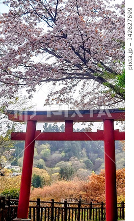 御岳山 桜と鳥居が彩る日本の神社の風景 御岳山 桜と鳥居が彩る日本の神社の風景 142627699